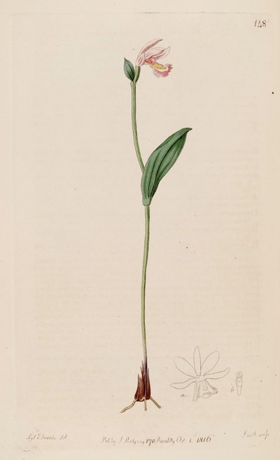 Illustratie van Pogonia ophioglossoides door Sydenham Teast Edwards